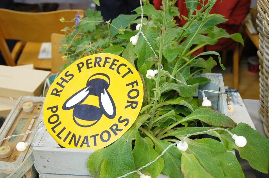 giant yellow bee image on a plant at Blue Patch's firs sustainable department store