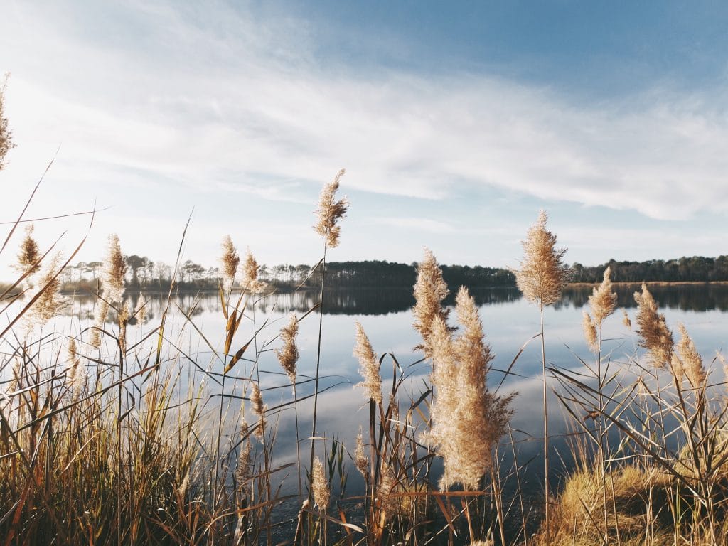 a lake with rushes in the foreground, water then banks of trees on a lovely cloudy day