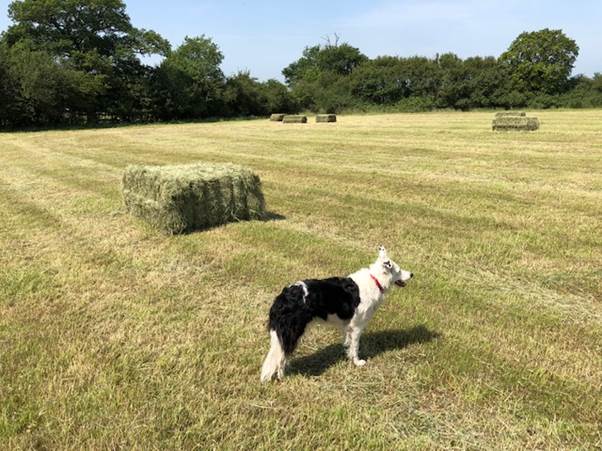 dog in a field of corn
