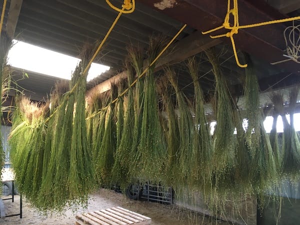 Flax drying, by the flax project, Plymouth